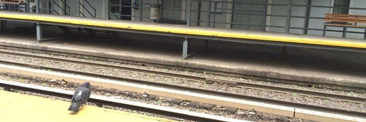 Paloma suicida Buenos Aires