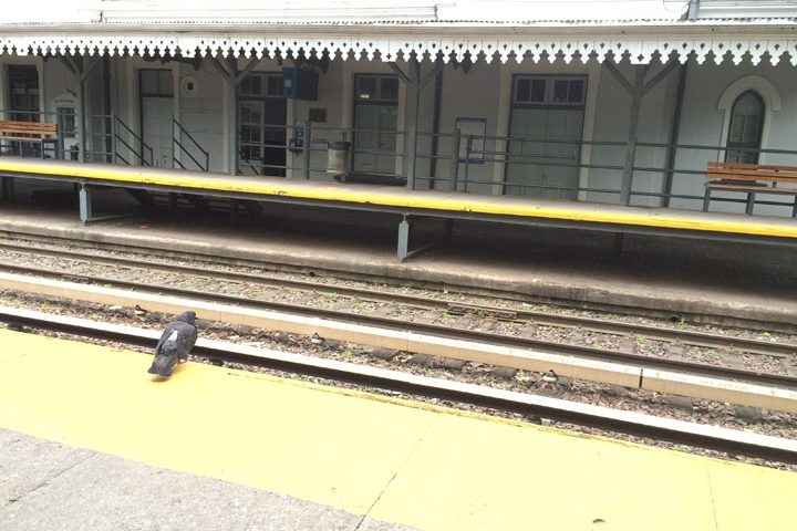 Paloma suicida Buenos Aires