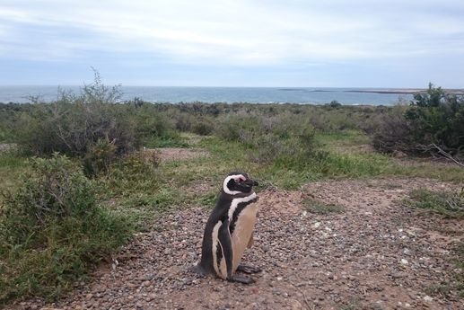 Pingüino Punta Tombo