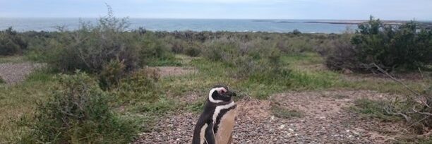 Pingüino Punta Tombo
