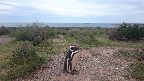 Pingüino Punta Tombo