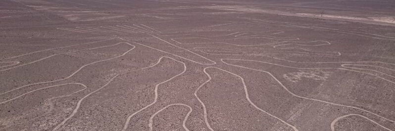 Lineas de Nazca Arbol Portada