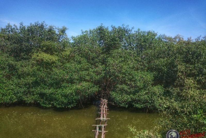 Puente en Manglares El Bendito Peru