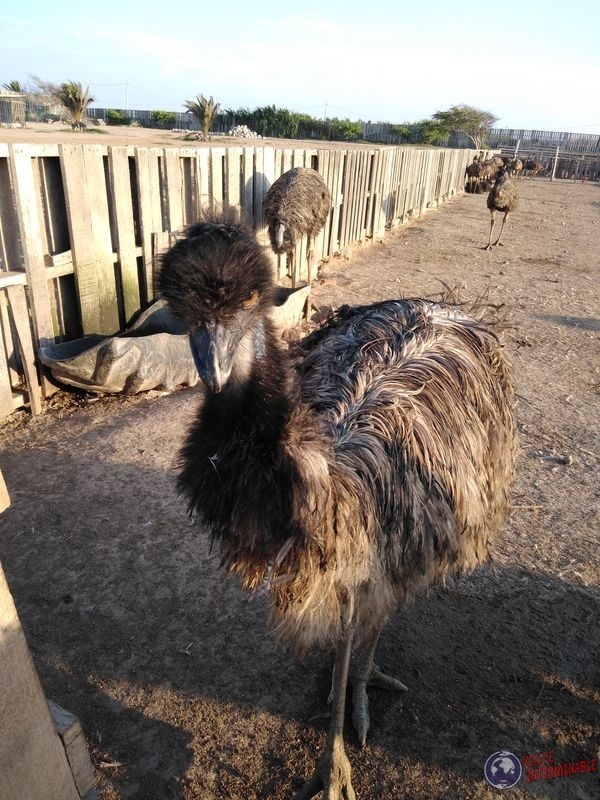 emu enojado
