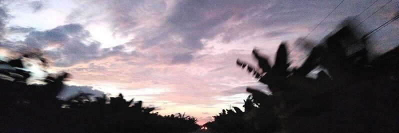 Ruta Palmeras Machala