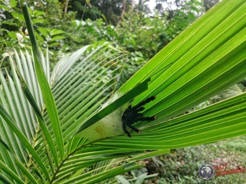 Araña entre las hojas de Kourou Guyana Francesa