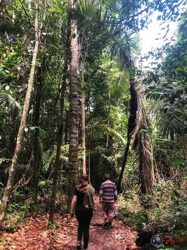 Trekking montaña monos caminando Kourou Guayana Francesa