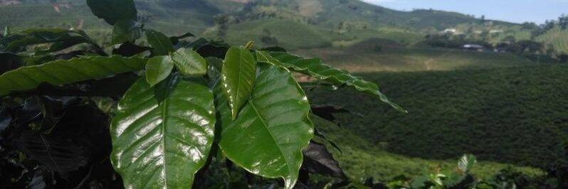Planta de cafe en Chinchina Colombia eje cafetero Planta de cafe en Chinchina Colombia eje cafetero