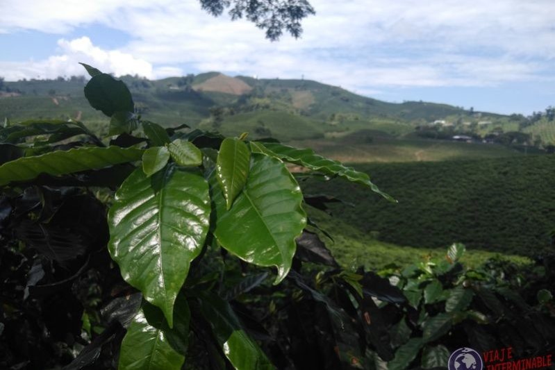 Planta de cafe en Chinchina Colombia eje cafetero Planta de cafe en Chinchina Colombia eje cafetero