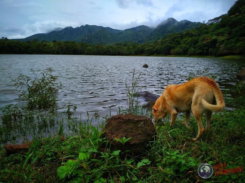 Perrito tomando agua la laguna San Carlos panama