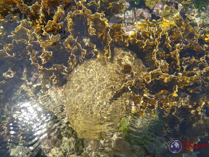 corales en agua de san blas panama caribe