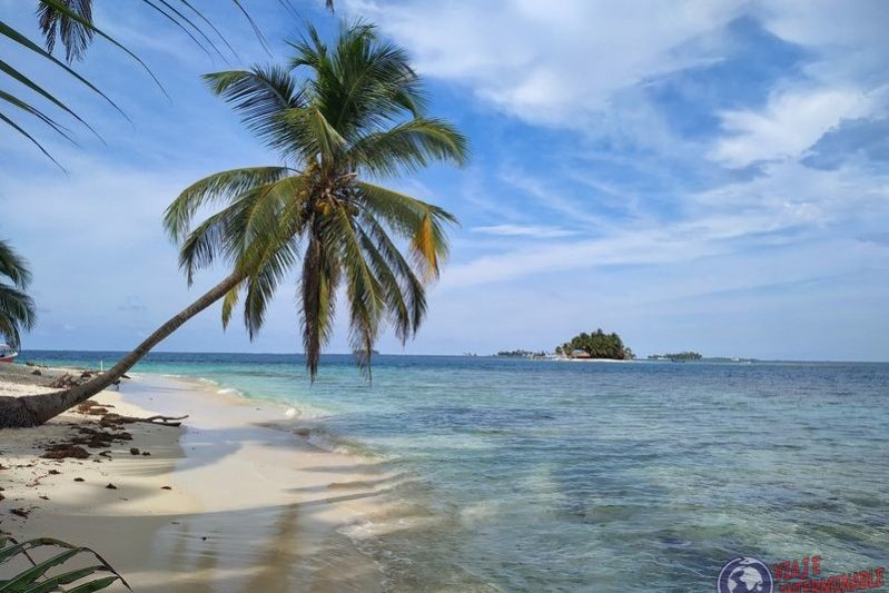 palmera sobre costa playa san blas panama caribe palmera sobre costa playa san blas panama caribe