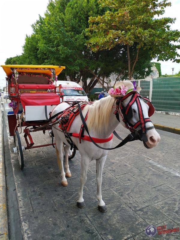 Carreta Caballo Merida Mexico