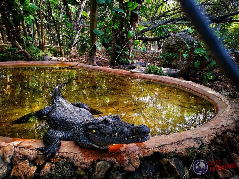 Cocodrilo zoológico Merida Mexico