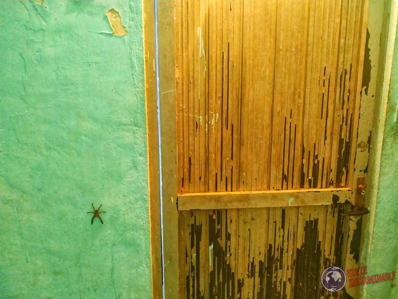 Araña en baño de estación Rizo de Oro Mexico