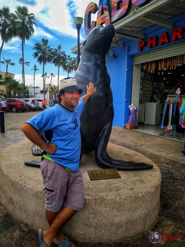 La foca Pancho San José del Cabo Baja California