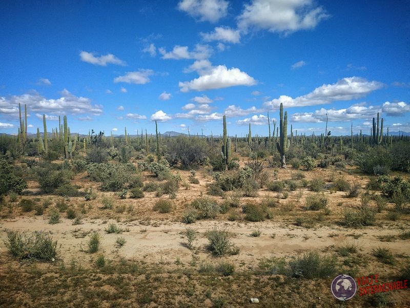 Más cactus hacia Socorrito Baja California Mexico