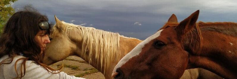 Dando de comer a caballos en Minnesota USA