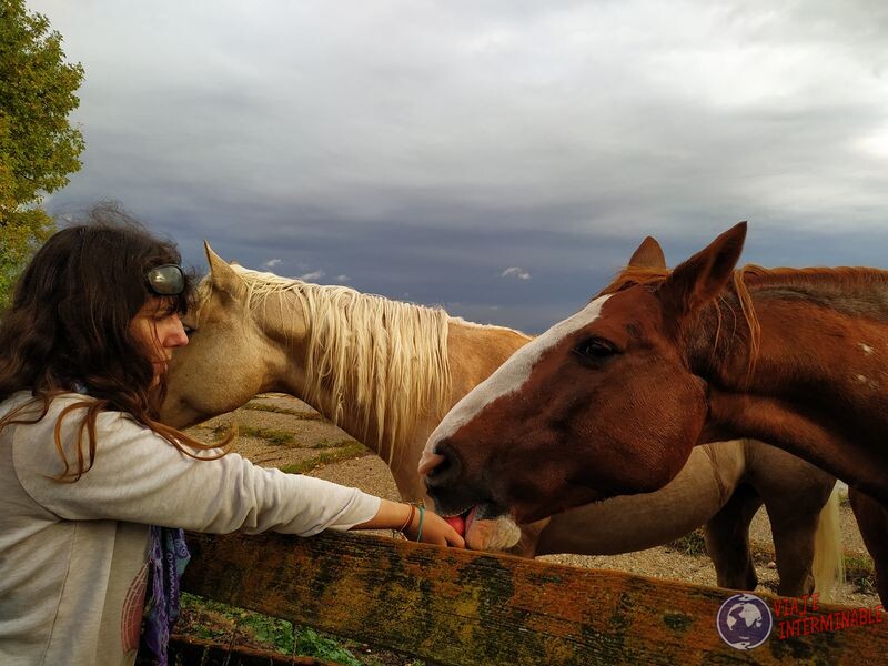 Dando de comer a caballos en Minnesota USA