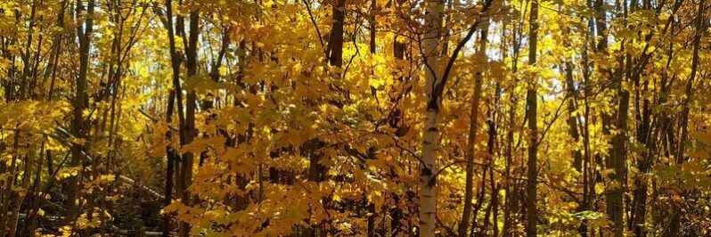 Florecer del Aspen Minnesota USA