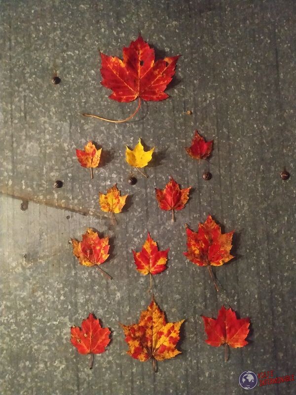 Hojas de colores otoño Norte EEUU USA