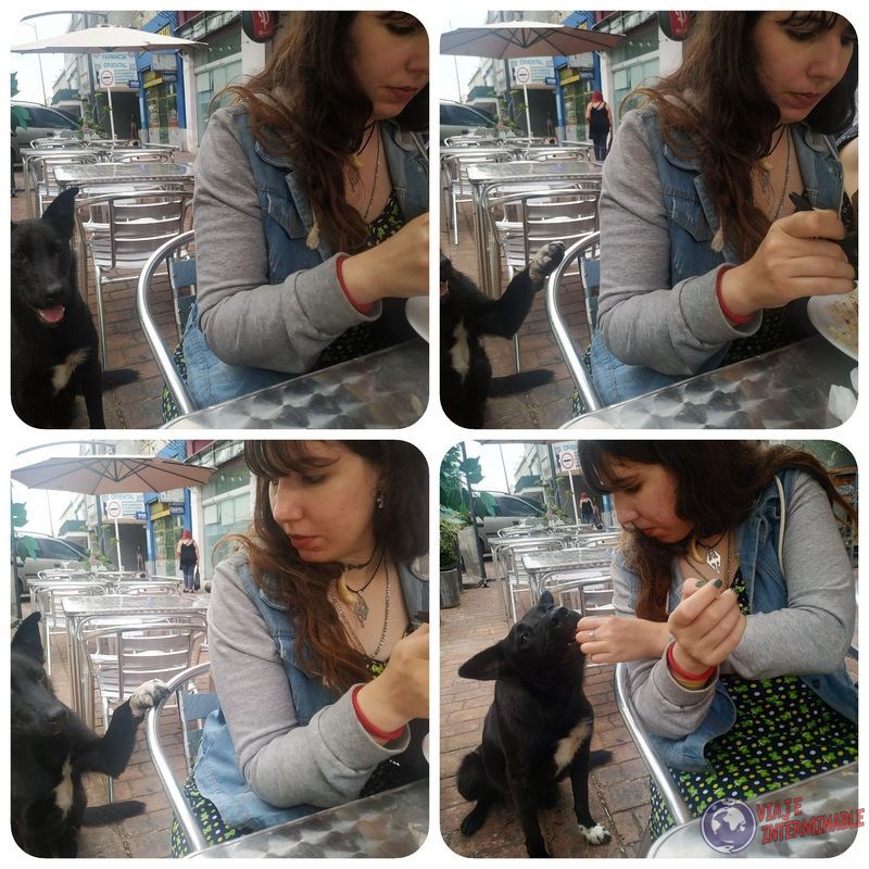 Perrito pidiendo comida en restaurante Minas