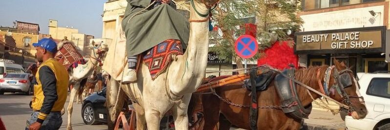 Camellos en Giza