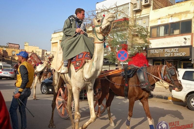 Camellos en Giza Camellos en Giza