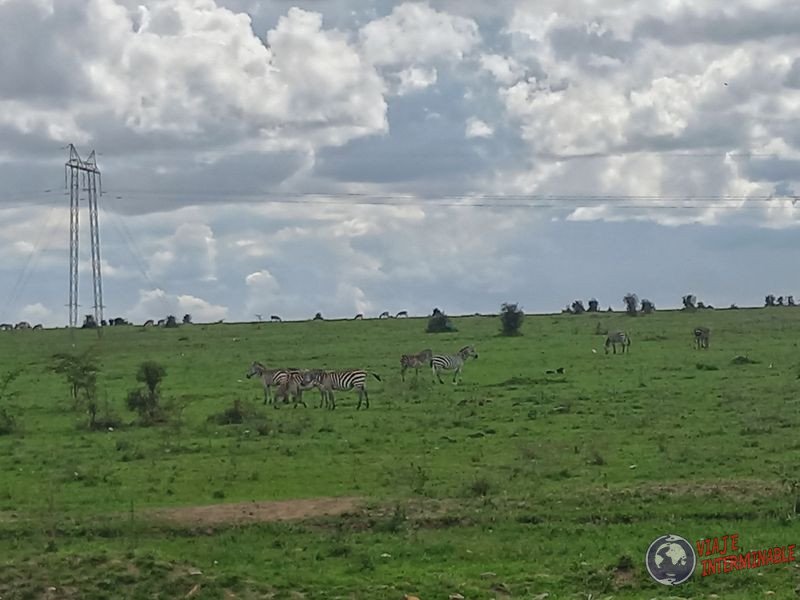 Cebras en la ruta Kenia Africa