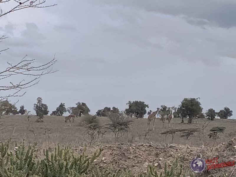 Jirafas a un costado de la ruta Kenia Africa