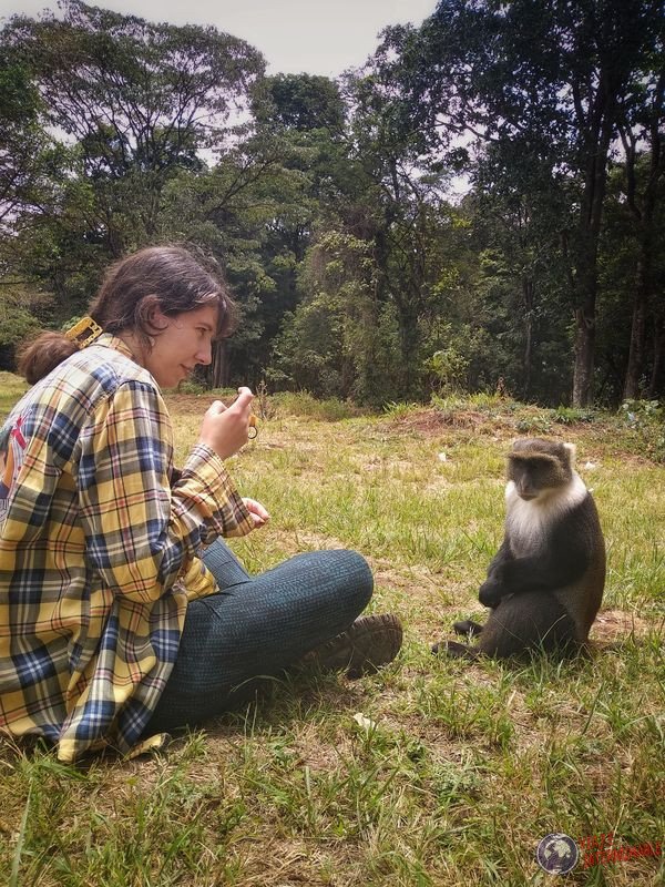 Mono amistoso en City Park Nairobi Kenia Africa